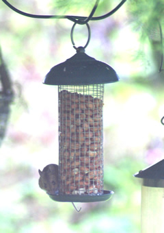 Mouse on Peanut Feeder - 2012